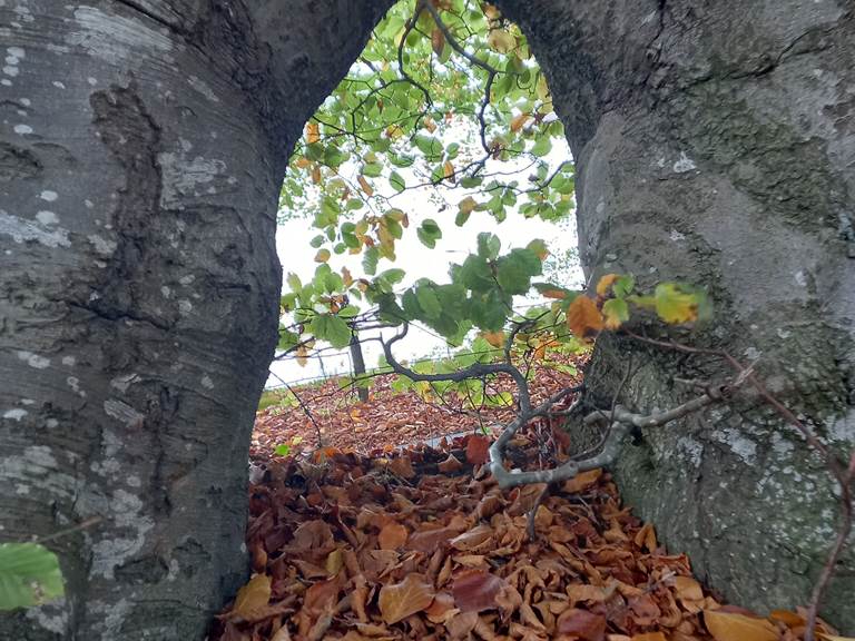 automne