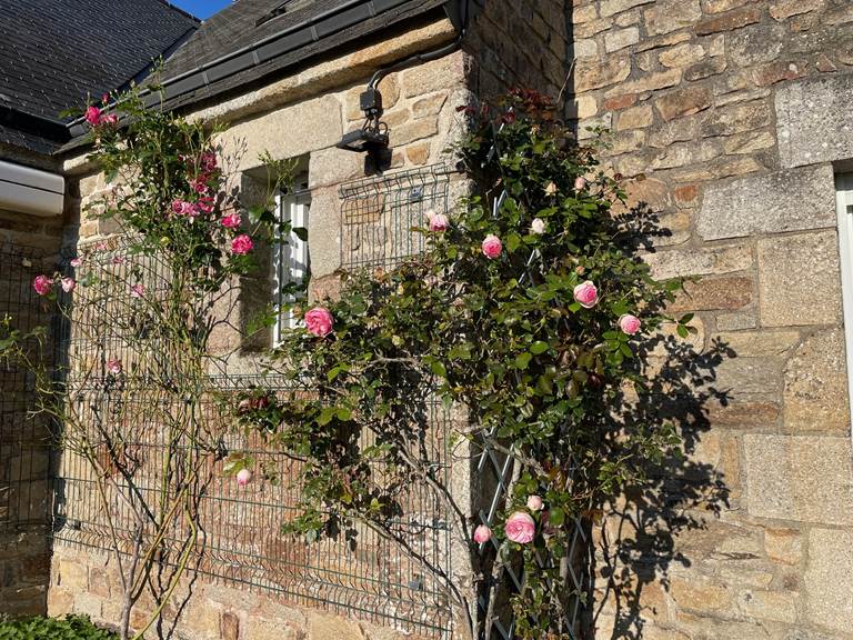 Rosier sur la terrasse