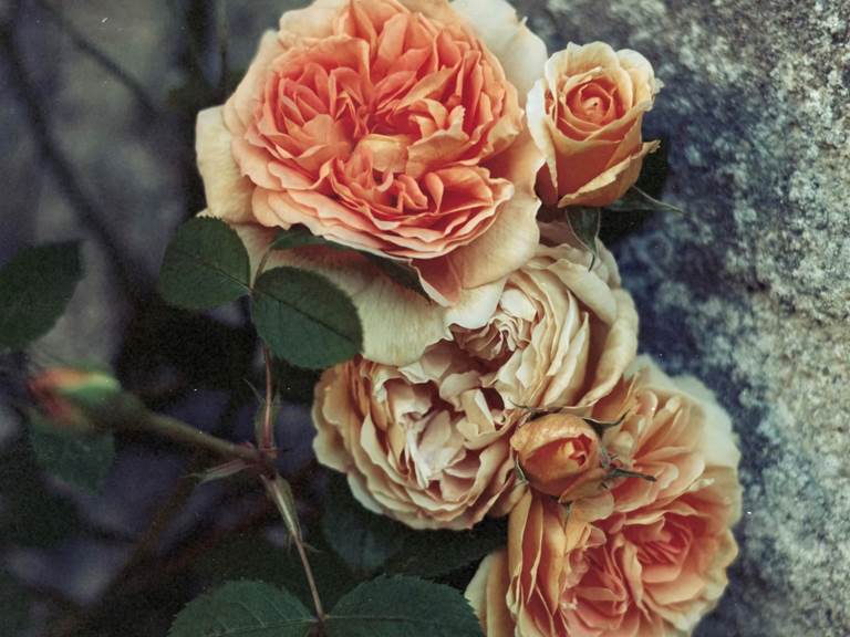 chambre-hotes-riec-sur-belon-finistere-sud-bretagne-cornouailles-bed-and-breakfast-visite-pont-aven-sentier-cotier-randonnée-jardin-centre-bourg