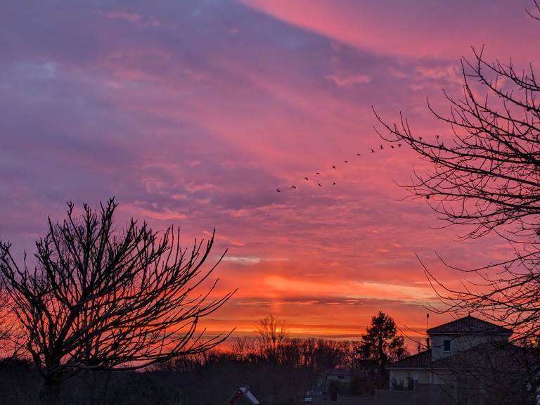 vol des grues cendrées