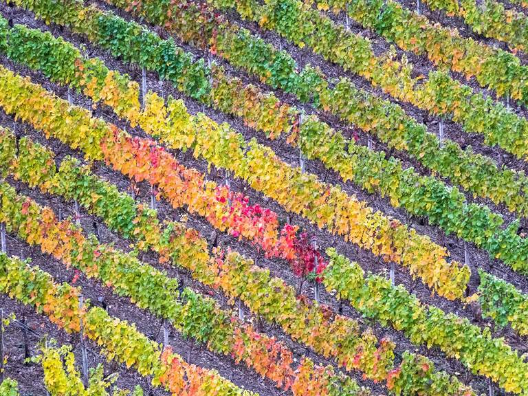 Vignes_automne_Sud France