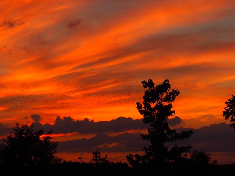 Les oiseaux sansonnets au soleil couchant