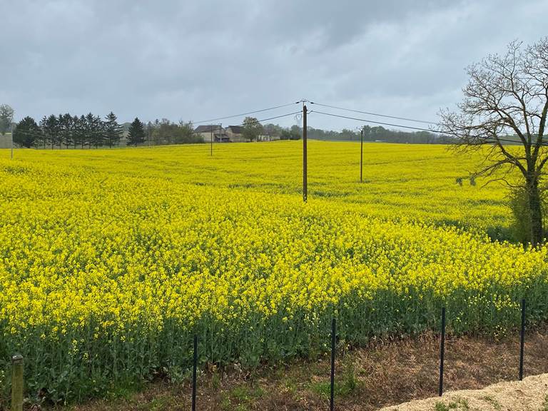 Vue sur les colzas en fleur !