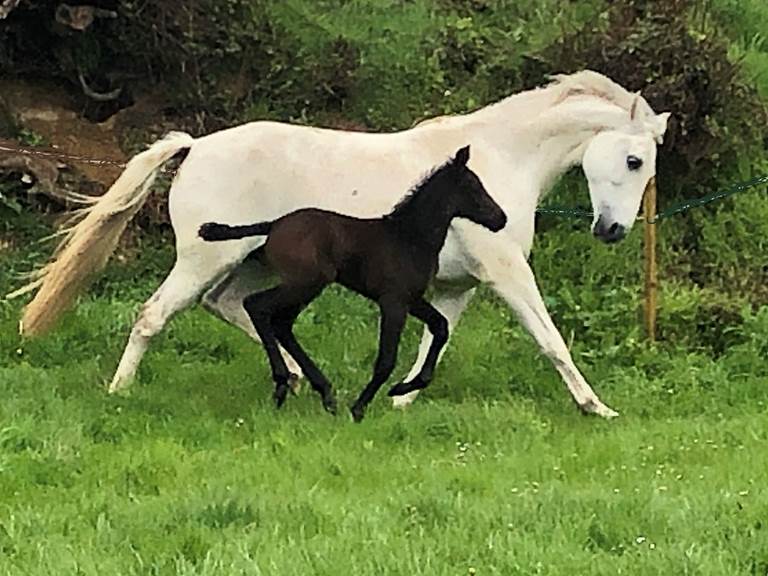 Comète -Pierrefitte et sa maman Ulma