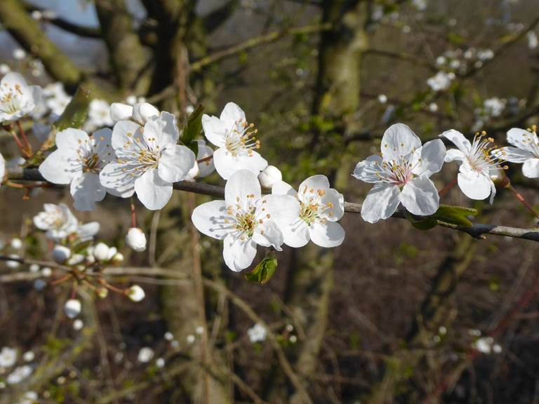 17.05.2026 - Prunus spinoza Prunelier 03 Motte du Manant