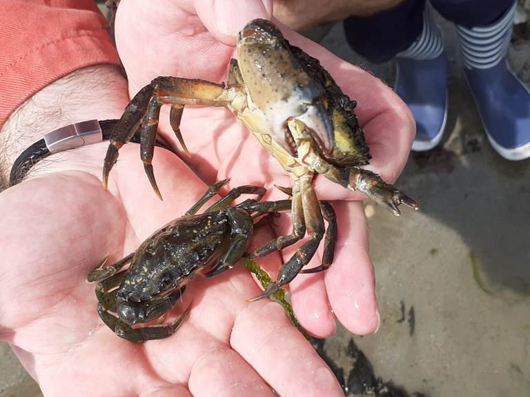 baie de Saint Brieuc - faune et flore