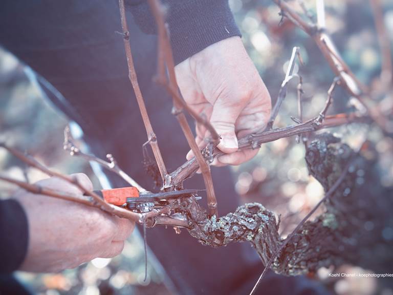 La taille de la vigne-gallery