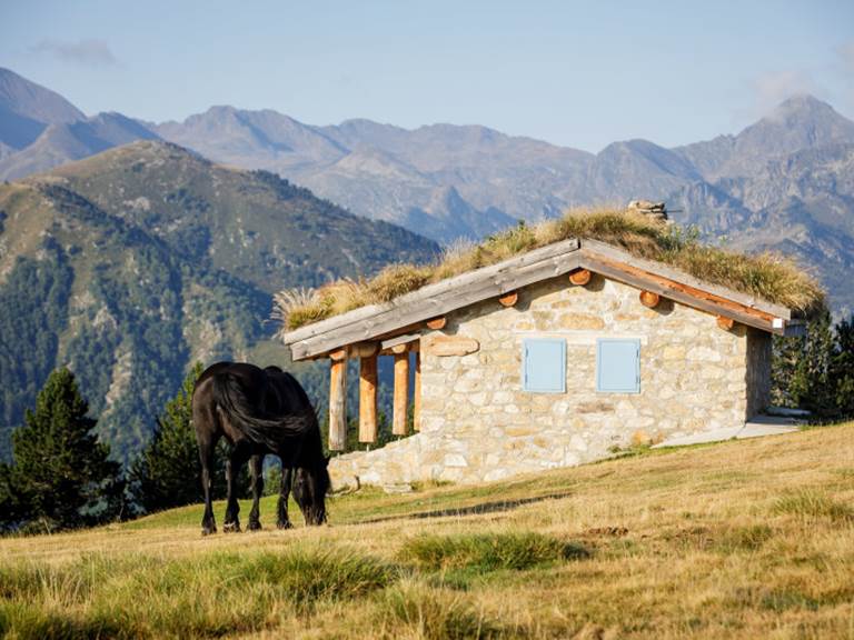 800x600_adt09-chevauxsm-281