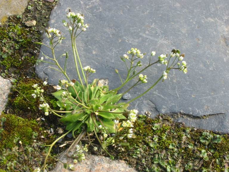 Littérature et botanique - CH Host - Draba verna ex Erophila Drave printanière (10)