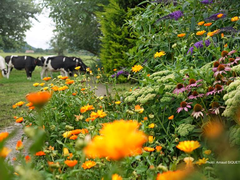 Jardin gîte Hélène - Les gîtes Montois