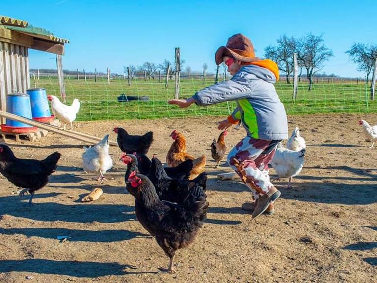 danse avec les poules