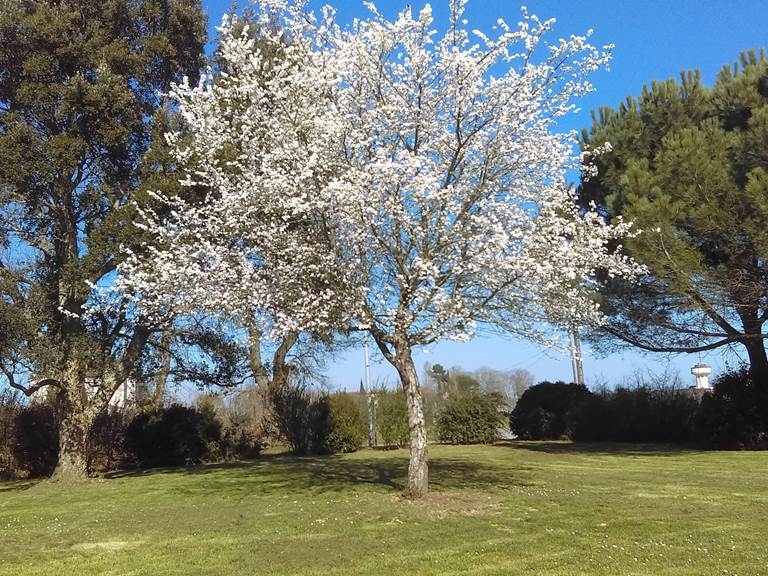 Jardin printemps