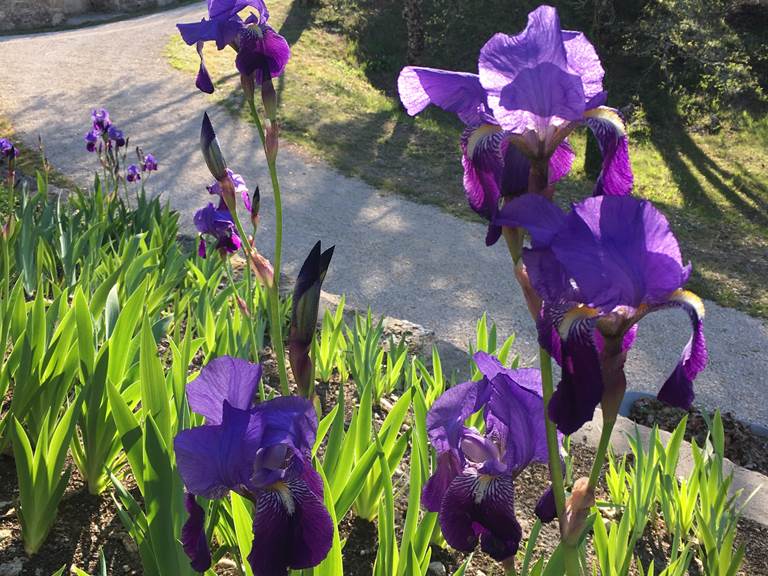 Nature préservée et iris