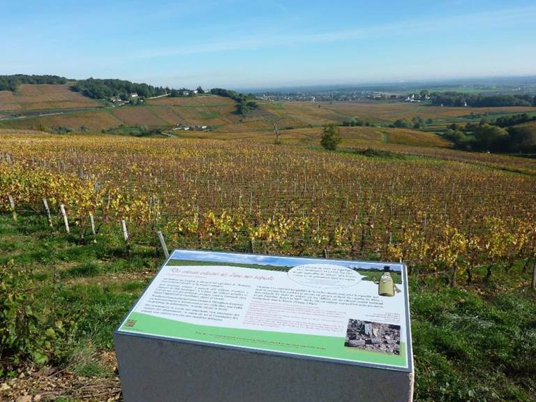 Sentier viticole de Montagny-lès-Buxy proche de Bed and Bourgogne - Chambres d'hôtes à Messey-sur-Grosne