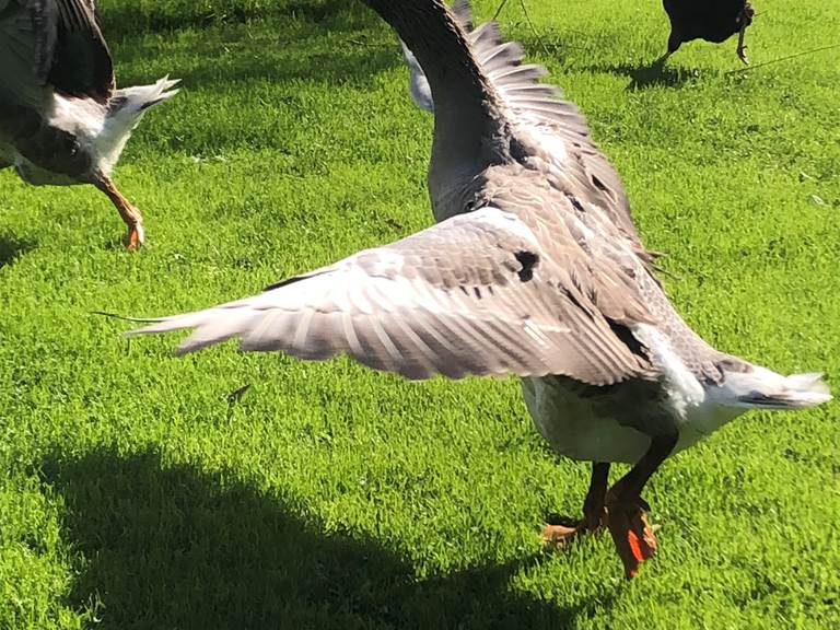 les oies de Toulouse, toujours de bonne humeur ou presque !
