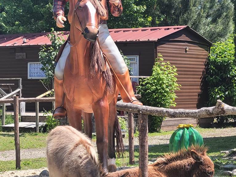 rodéo et galopin , nos ânes miniatures en liberté