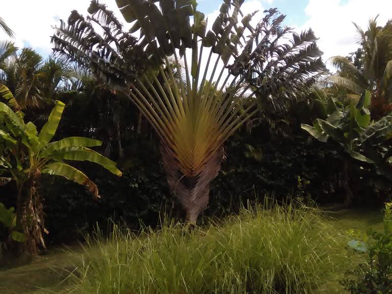 Les Jardins des Balisiers Gîte Balisiers jardin tropical arbre du voyageur