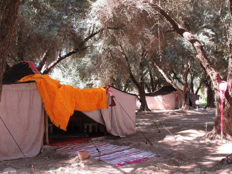 Les tentes khaimas sont espacées  entre les oliviers