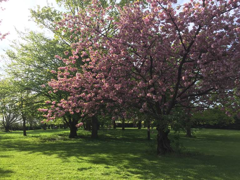 Prunus - Parc Le Domaine Enchanté