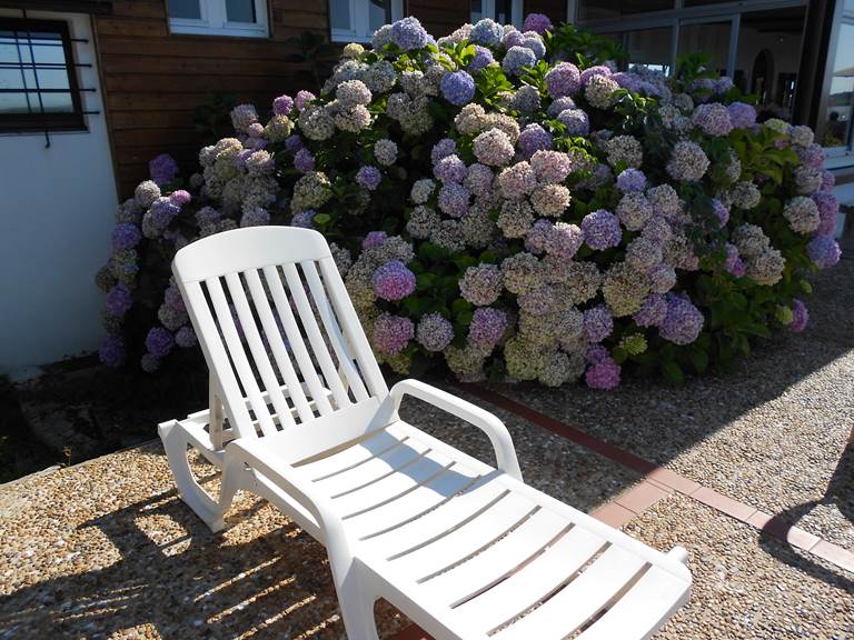Hortansias