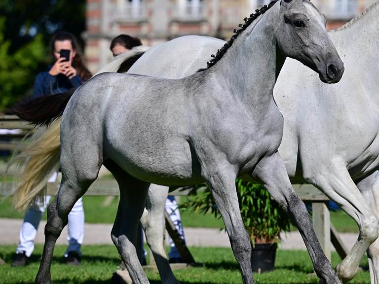Ora de Pierrefitte au championnat de France des foals à Saint-Lô