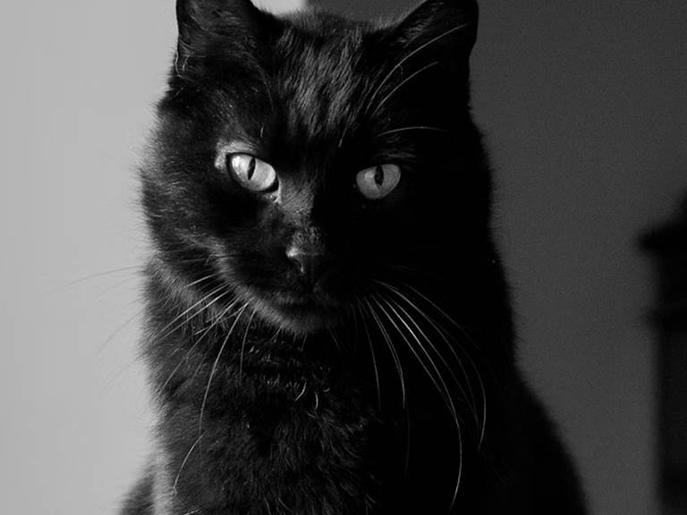 chambre-hotes-riec-sur-belon-finistere-sud-bretagne-cornouailles-bed-and-breakfast-visite-pont-aven-sentier-cotier-randonnée-jardin-centre-bourg