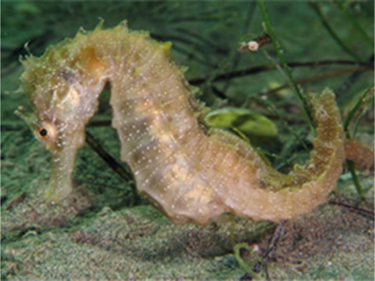 langouste-poulpe-hippocampe