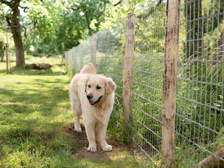Honden welkom - Chiens bienvenus - Hundefreundlich - Dog-friendly