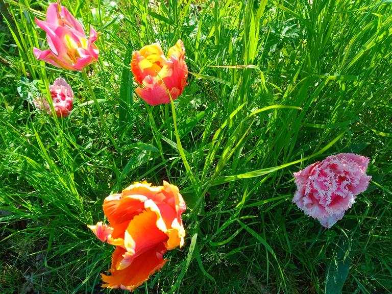 Les tulipes aux couleurs éclatantes éblouissent le regard et sucitent l'émerveillement