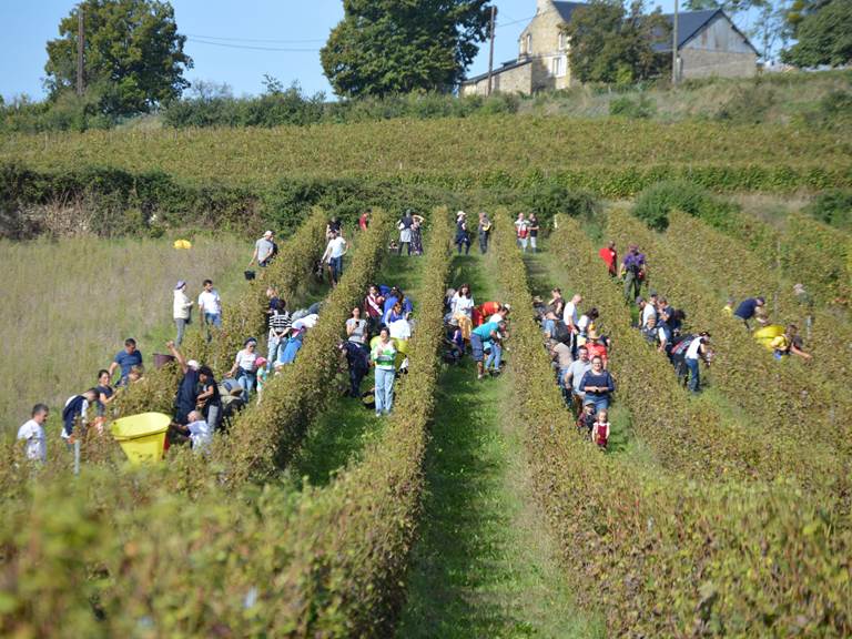 Vendangeurs d'un jour