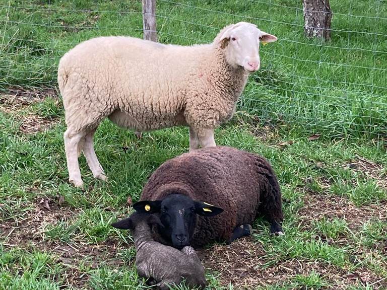 les petit moutons de Jean -Charles