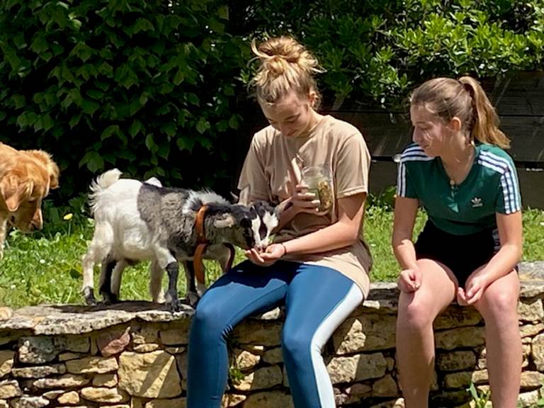 Nourrissage de nos chevreaux très gourmand
