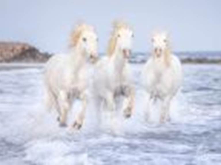 White-Horses-of-Camargue-Photography-Ocean-Gallop-v-