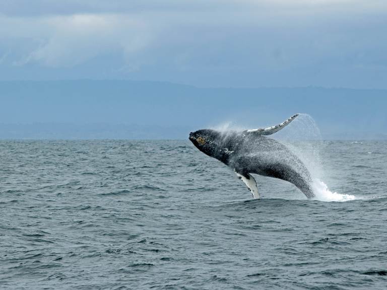 photo baleine