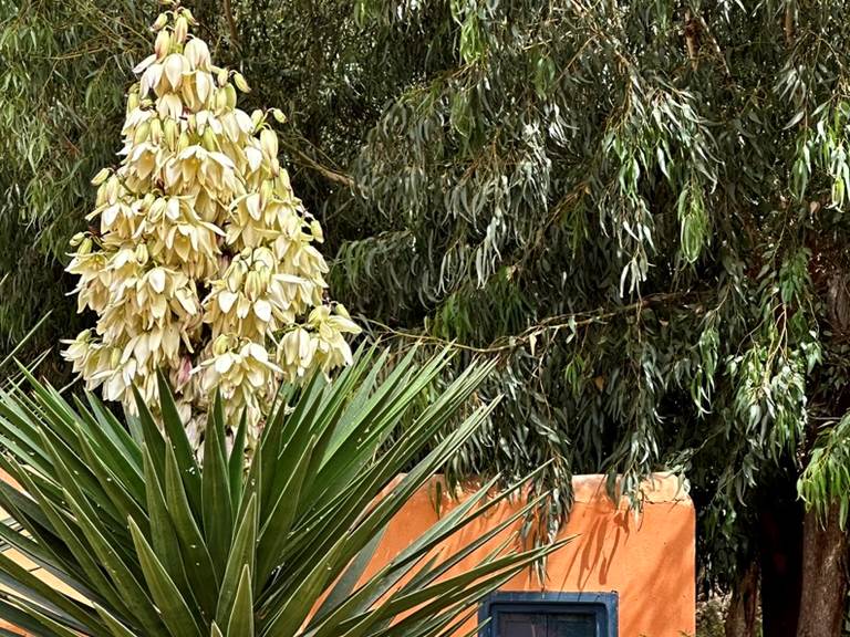 Terrasse sublimée par les floraisons des yuccas!