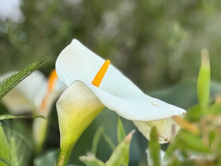 fleur-calla-jardin-location-lauragaise