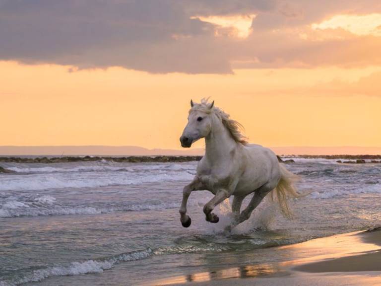 20250505_camargue_1423-1536x1024