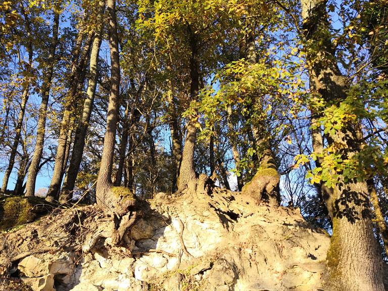 roche et arbres