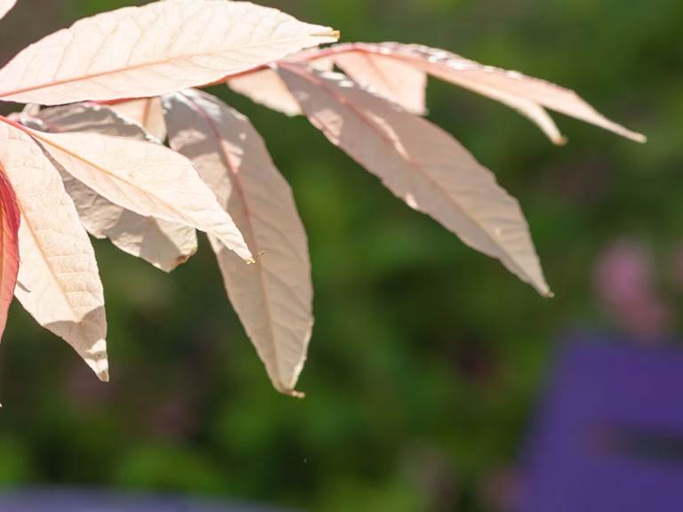 chambre-hotes-riec-sur-belon-finistere-sud-bretagne-cornouailles-bed-and-breakfast-visite-pont-aven-sentier-cotier-randonnée-jardin-centre-bourg