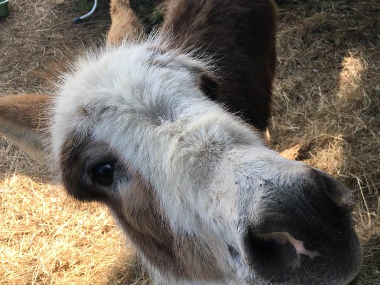 gite_groupe_sarthe_la_fleche_animaux_ane_hameau_des_deux_ailes