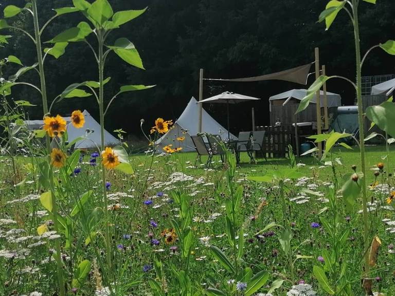 Camping amongst the flowers