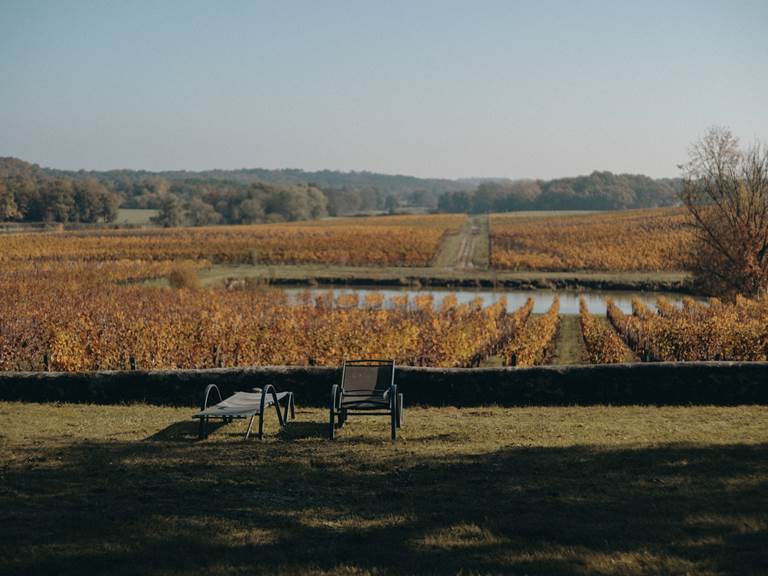 La vigne en hiver