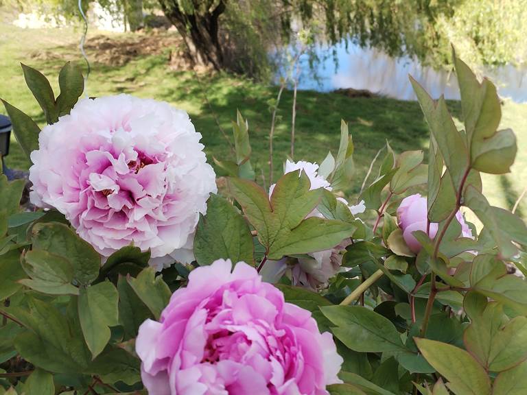 printemps fleurs étang