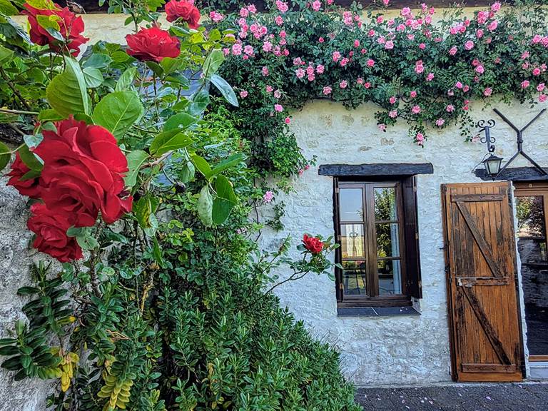 Beautiful red roses in full bloom at the back patio of Tuffeau Sunsets, Jaulnay Gites de Famille. for calming moments in the garden.