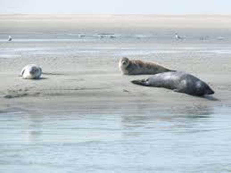 Phoques Berck sur mer / Locations de velos electriques