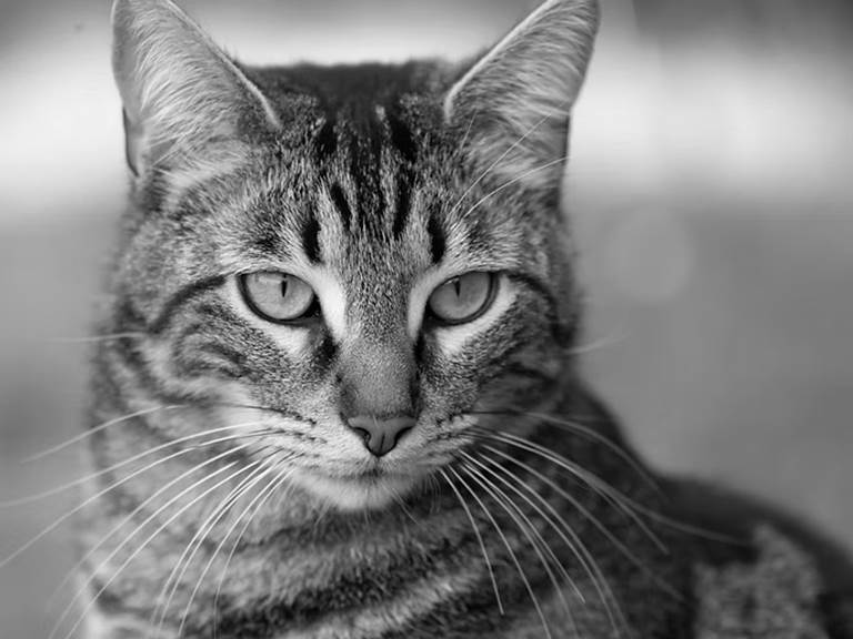 chambre-hotes-riec-sur-belon-finistere-sud-bretagne-cornouailles-bed-and-breakfast-visite-pont-aven-sentier-cotier-randonnée-jardin-centre-bourg