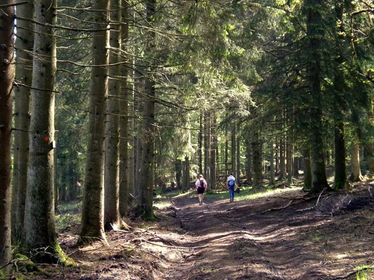 Balades en forêts