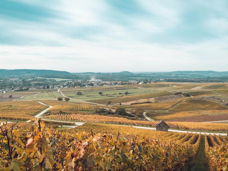 Vignoble au Vernois
