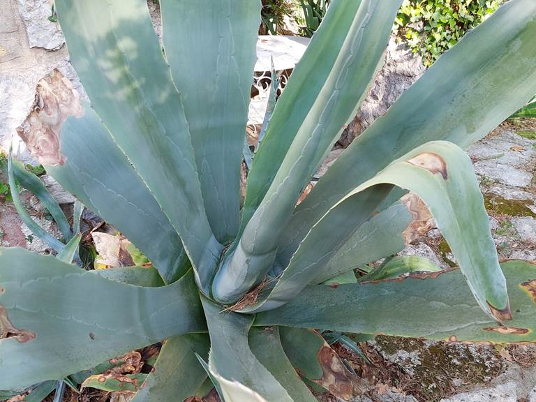 Agave