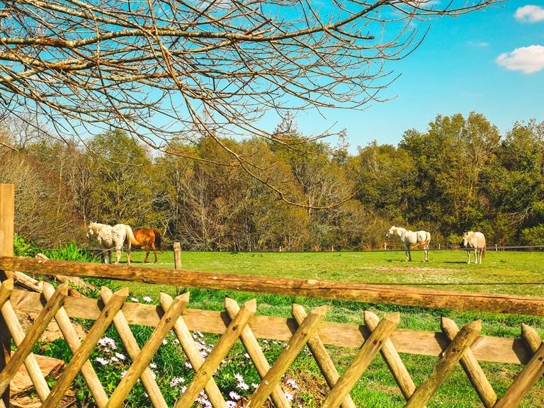 Côté Sud : Jardin clôturé avec vue sur les chevaux
